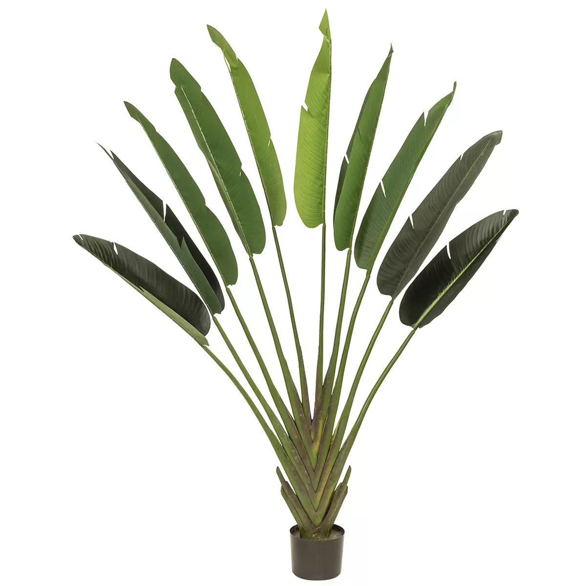 Rogue Giant Travellers Palm Green 140 x 30 x 215cm