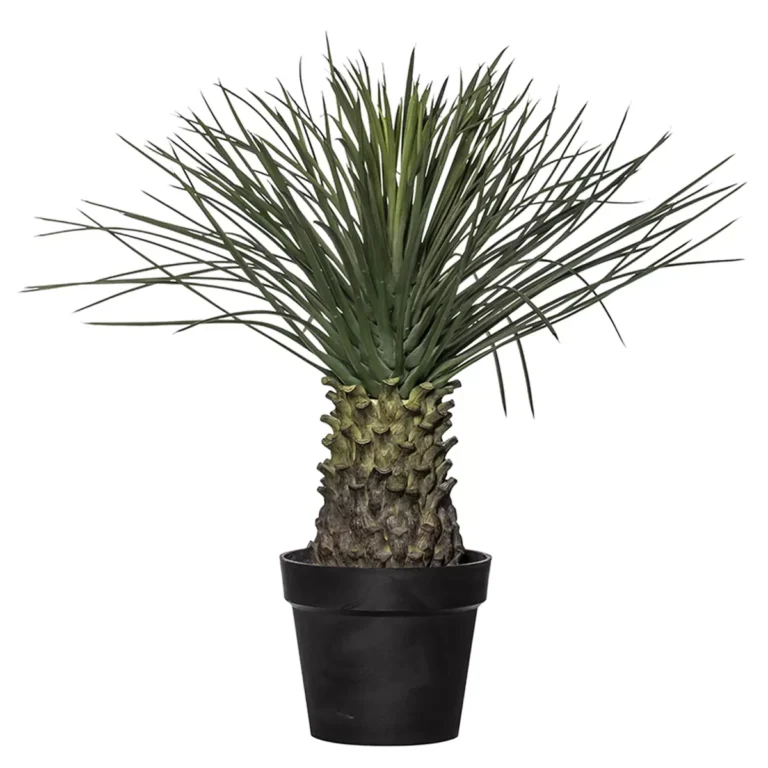 Rogue Spikey Grass Plant